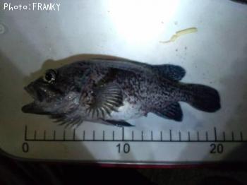 ���ĥͥ�Х�