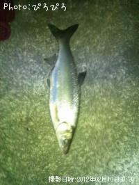 ¥¦¥°¥¤¡¢¥«¥µ¥´¡¢¥¿¥±¥Î¥³¥á¥Ð¥ë