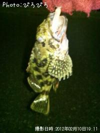 ¥¦¥°¥¤¡¢¥«¥µ¥´¡¢¥¿¥±¥Î¥³¥á¥Ð¥ë