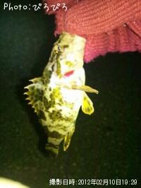 ¥¦¥°¥¤¡¢¥«¥µ¥´¡¢¥¿¥±¥Î¥³¥á¥Ð¥ë