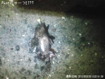 ���˥�������