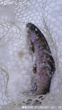 ¥ì¥¤¥ó¥Ü¡¼¥È¥é¥¦¥È