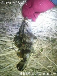 �����Υ���Х�