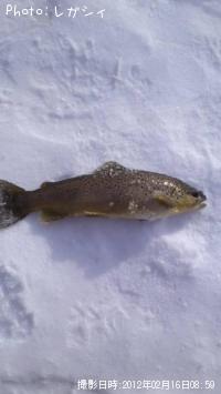 ¥Ö¥é¥¦¥ó¥È¥é¥¦¥È