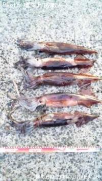 ¥¹¥ë¥á¥¤¥«