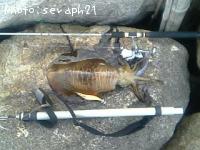 ¥¢¥ª¥ê¥¤¥«