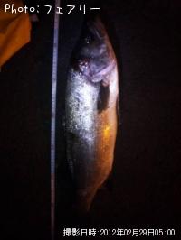 ¥·¡¼¥Ð¥¹¡©