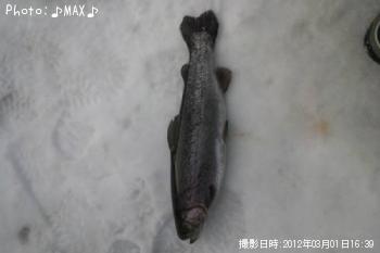 ¥ì¥¤¥ó¥Ü¡¼