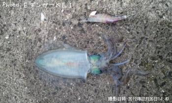 ¥¢¥ª¥ê¥¤¥«