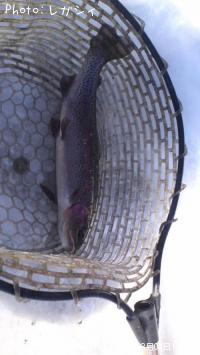 �쥤��ܡ��ȥ饦��