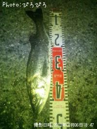 ¥·¡¼¥Ð¥¹¡¢