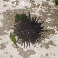 ¥à¥é¥µ¥¥¦¥Ë