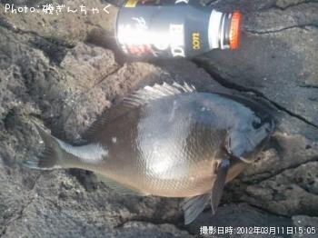 ÈøÄ¹¥á¥¸¥Ê