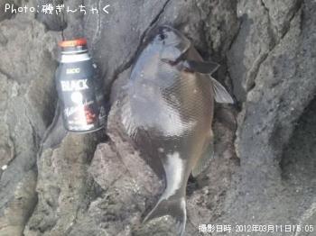 ÈøÄ¹¥á¥¸¥Ê