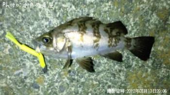 ������Х�