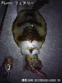 ¥¢¥ª¥ê¥¤¥«