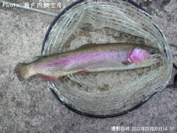 �쥤��ܡ��ȥ饦��