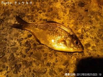 ¥¦¥ß¥¿¥Ê¥´