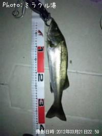 �����Х�