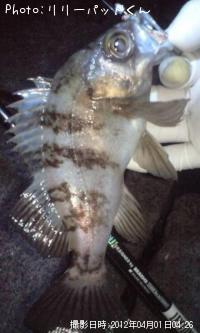 ��Х�����