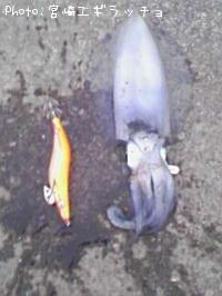 ¥¢¥ª¥ê¥¤¥«