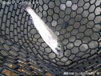 ¥ì¥¤¥ó¥Ü¡¼¥È¥é¥¦¥È