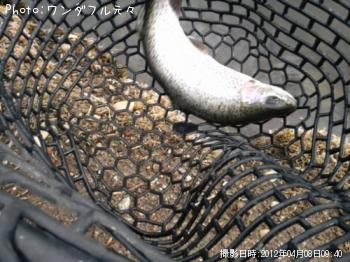 �쥤��ܡ��ȥ饦��