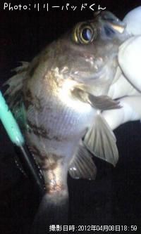 ��Х����