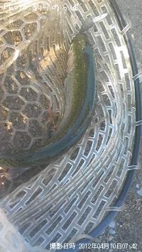 ¥ì¥¤¥ó¥Ü¡¼