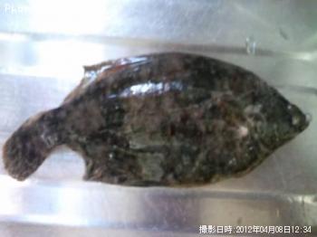 �ޥ����쥤