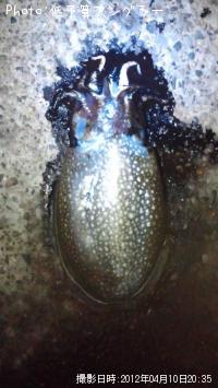 ����䥱����