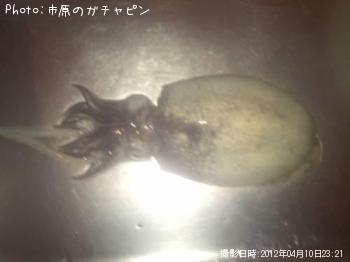 ����䥱����