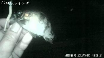 ��Х�������Υ�