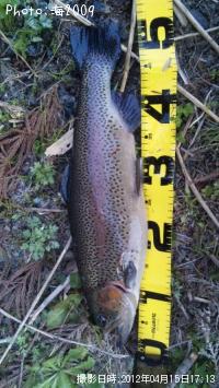 �ɥʥ�ɥ���