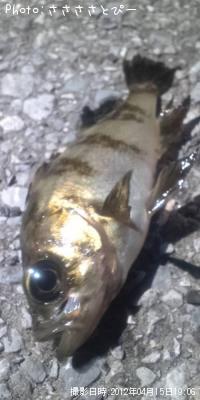 ���ꥢ��Х�