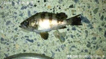 ������Х�