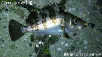 ������Х�