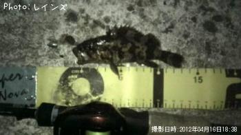 ¥¿¥±¥Î¥³¥á¥Ð¥ë