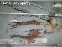 �����ꥤ��