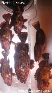 �����顡������