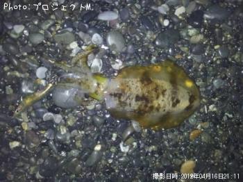 �����ꥤ��