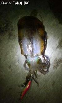 ¥¢¥ª¥ê¥¤¥«