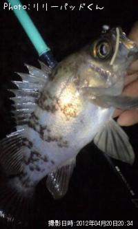 ��Х����