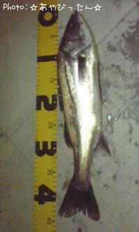 �����Х�