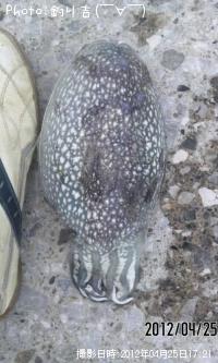 ¥·¥ê¥ä¥±¥¤¥«