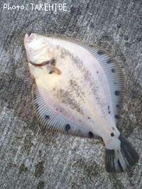 �����Υϥ��쥤