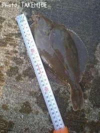 ���ʥ��쥤