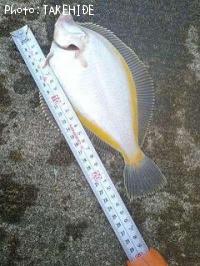 ���ʥ��쥤