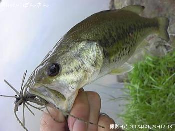 ¥Ö¥é¥Ã¥¯¥Ð¥¹