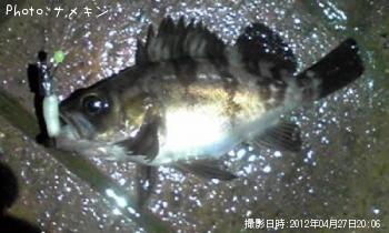 めばる